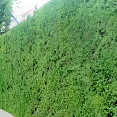 Topiary Art
